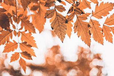 Autumn scene with orange leaves and blurred brown branches