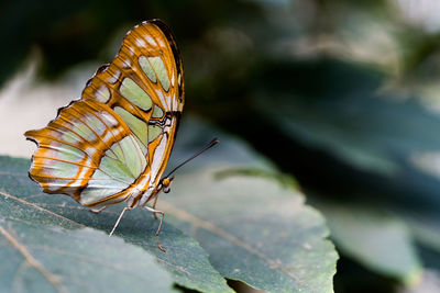 Close-up of butterfly on leaf