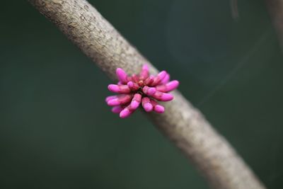 Close-up of pink flowers