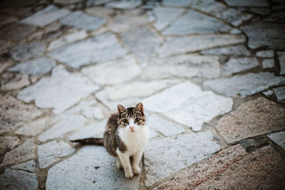 High angle portrait of cat sitting on footpath