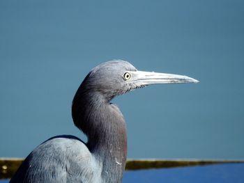 Close-up of a bird against clear blue sky