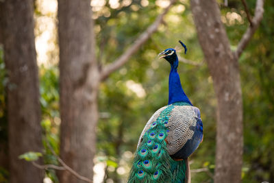 Peacock on tree trunk