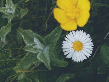 Close-up of fresh white flowering plant