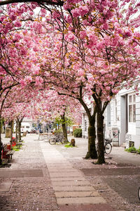 Pink cherry blossom tree in city