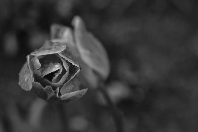 Close-up of rose blooming outdoors