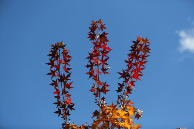 Low angle view of autumn tree against blue sky