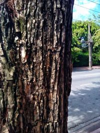 Close-up of tree trunk against sky