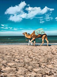 View of horse on beach against sky