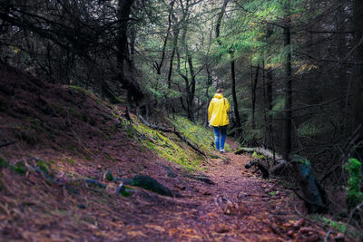 Rear view of person walking in forest