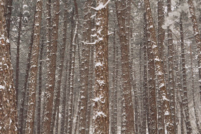 Full frame shot of trees in forest