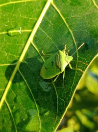 Close-up of grasshopper on leaf