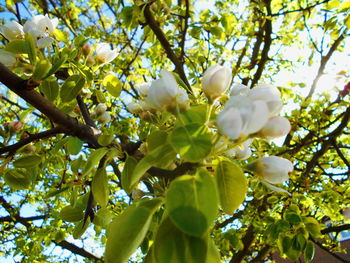 Low angle view of white flowers