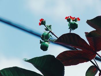 Low angle view of flowers against the sky