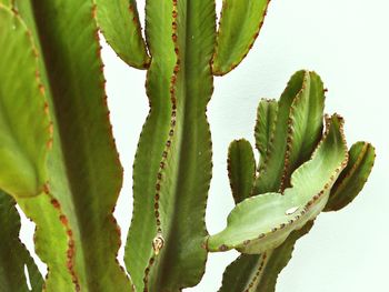 Close-up of succulent plant