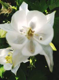 Close-up of white flower blooming outdoors