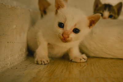 Close-up portrait of a kitten