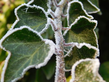 Close-up of frozen leaves