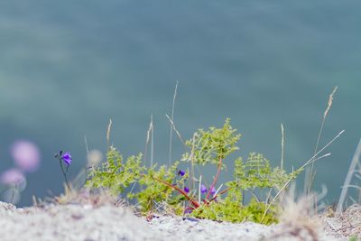 Plants growing on field