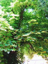 Low angle view of trees and plants