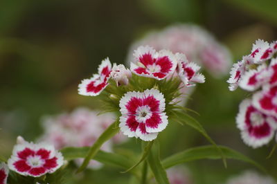 Close-up of pink flowers