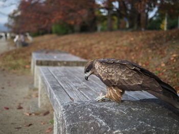 Close-up of a bird