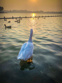 Swan swimming in lake