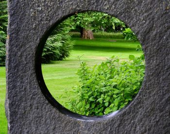 Trees seen through hole