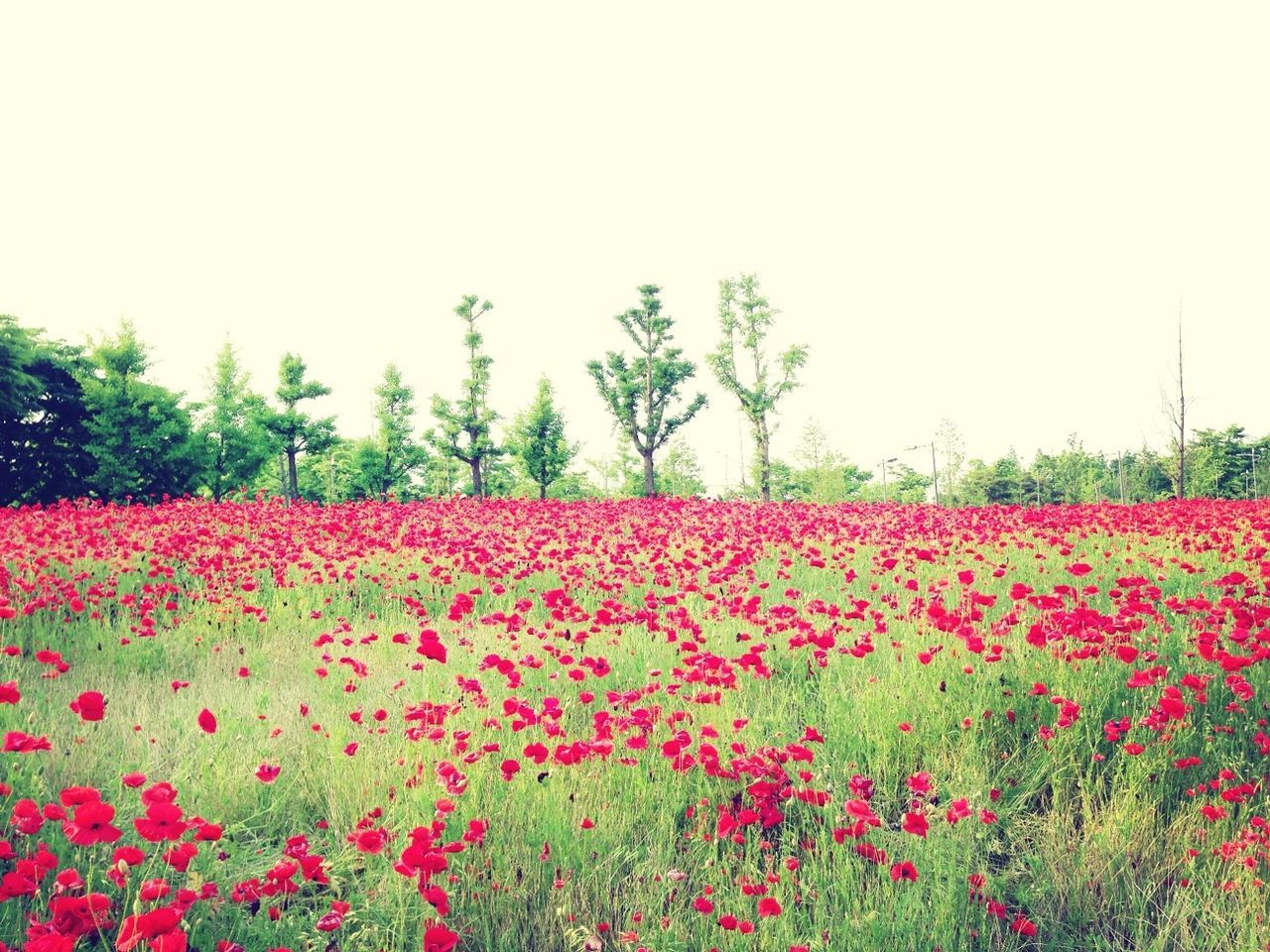 flower, growth, clear sky, freshness, beauty in nature, red, fragility, nature, copy space, plant, blooming, field, tree, tranquil scene, tranquility, scenics, in bloom, blossom, landscape, day