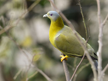 bird