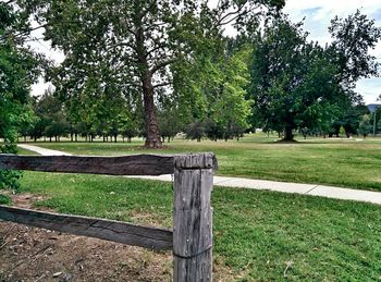 Trees on grassy field in park