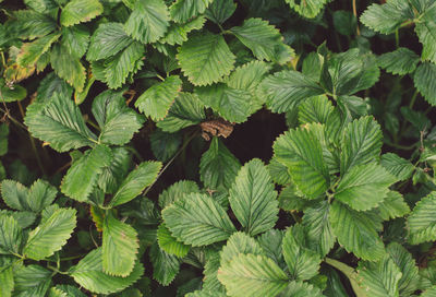 High angle view of insect on leaves