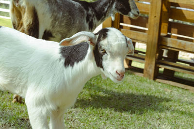 Close-up of goat on field