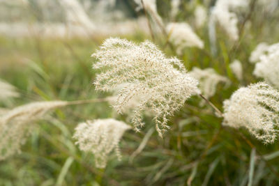 Close-up of snow on plants during winter