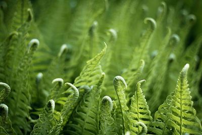 Close-up of fern leaves