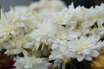 Close-up of white flowers