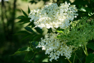 Close-up of white flowering plant