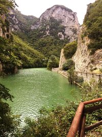 Scenic view of river amidst trees in forest