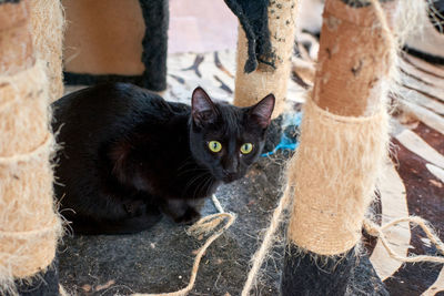 Close-up portrait of a cat