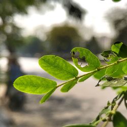 Close-up of insect on leaves