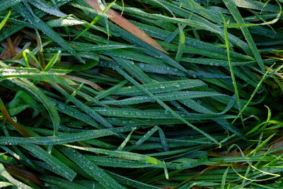 Full frame shot of wet plants on field