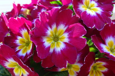 Close-up of pink flower