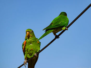 Low angle view of parrot perching on tree against clear blue sky