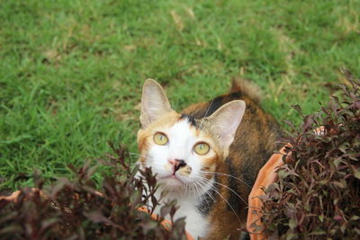 Portrait of cat on field