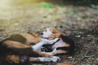 Dog lying down on land