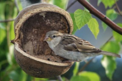 Close-up of bird perching on branch