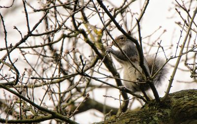 Low angle view of bird perching on tree