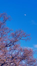 Low angle view of trees against blue sky