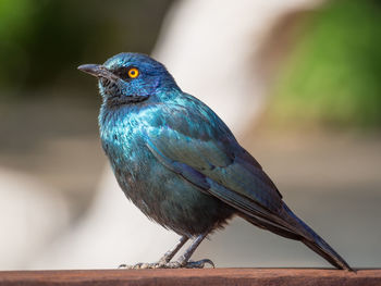 Close-up of glossy starling bird perching on wood, namibia