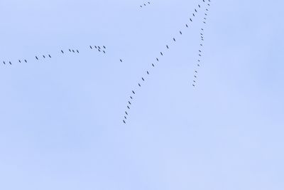 Low angle view of birds flying against sky