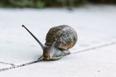 Close-up of snail